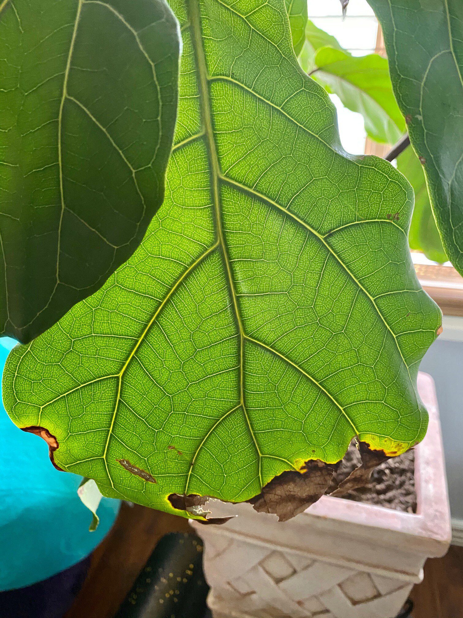 HELP!!! The Fiddle Leaf Fig Plant Resource