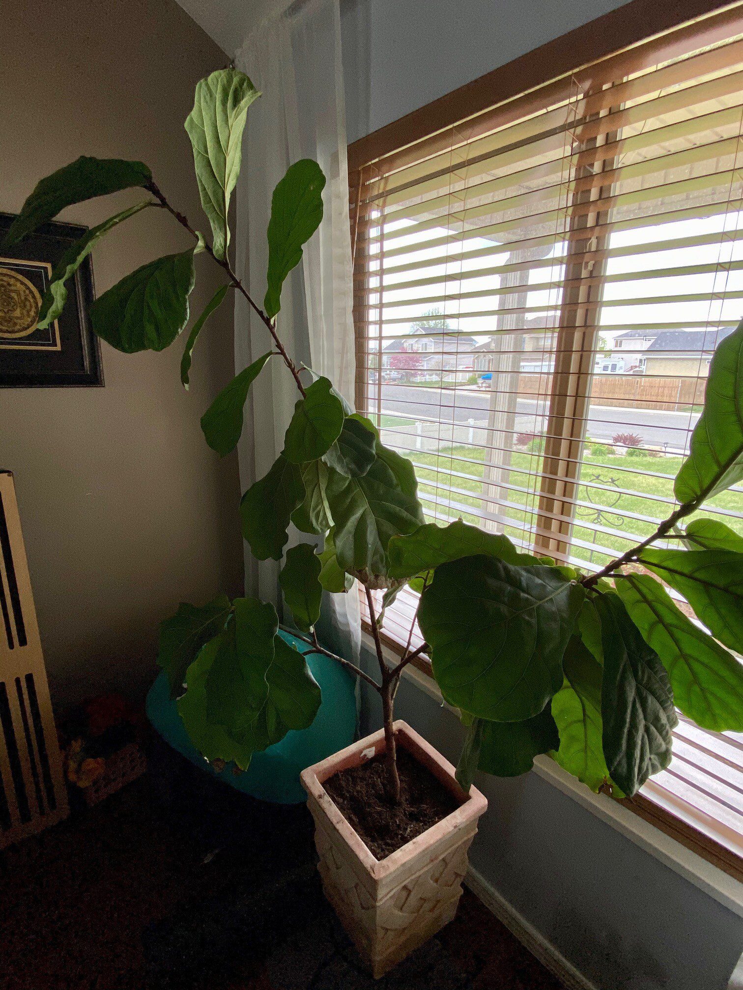 HELP!!! The Fiddle Leaf Fig Plant Resource