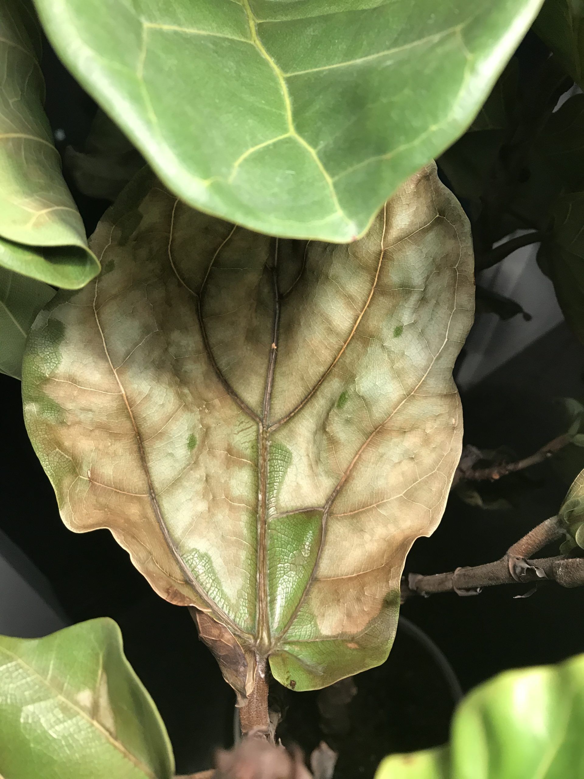 I may have gone a little overboard HELP!!! The Fiddle Leaf Fig