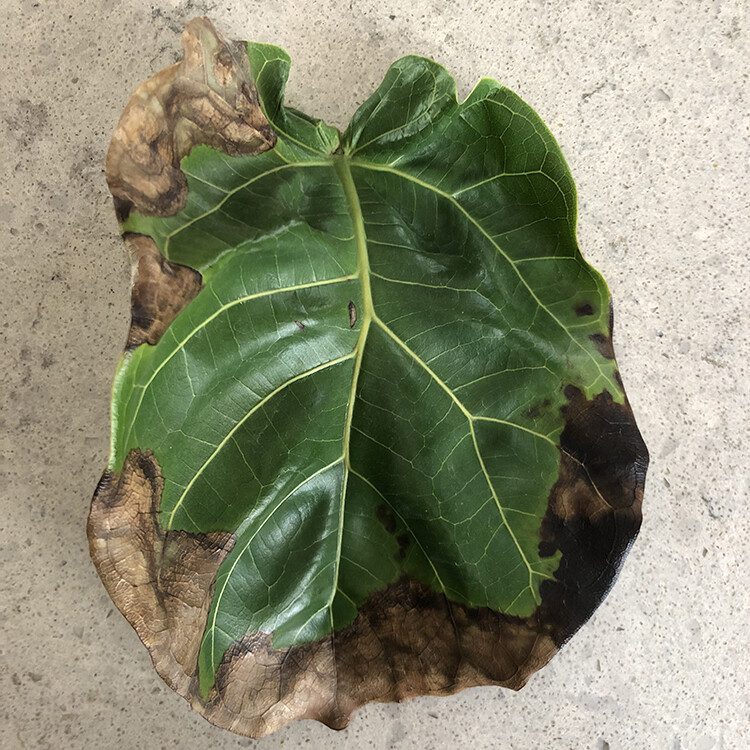 Leaves Browning, but doesn't appear to be root rot The Fiddle Leaf