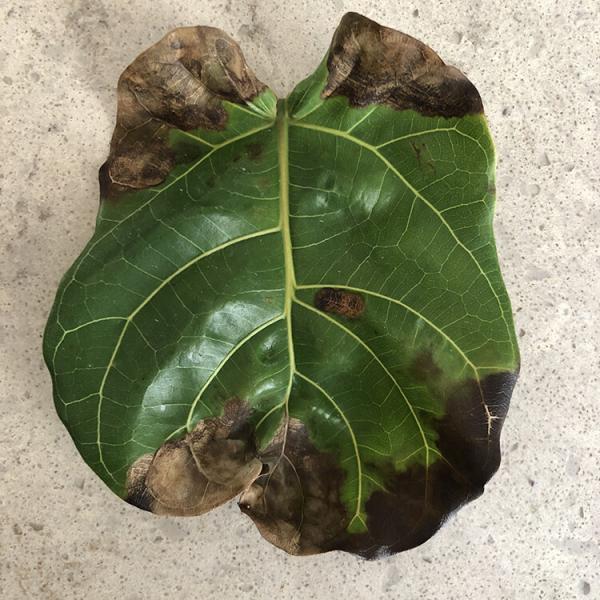 Leaves Browning, but doesn't appear to be root rot The Fiddle Leaf