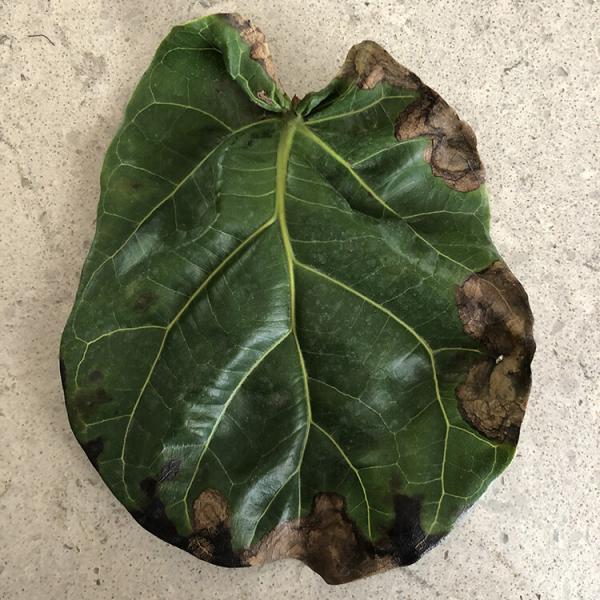 Leaves Browning, but doesn't appear to be root rot The Fiddle Leaf