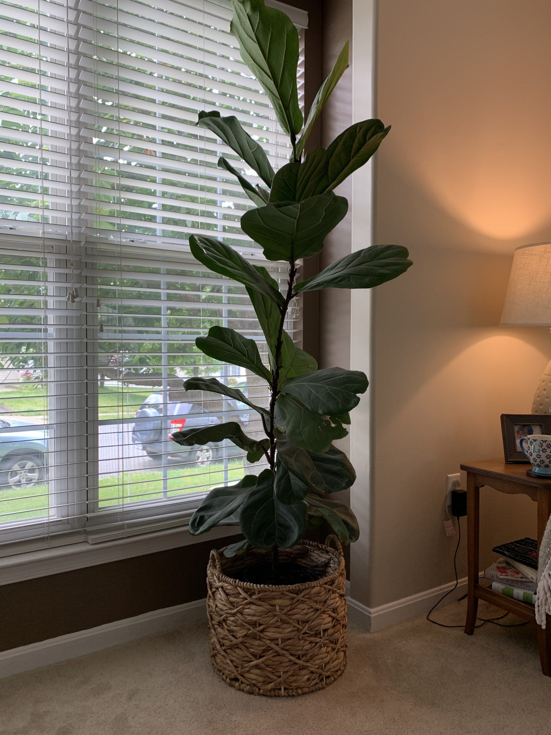 Should I repot my fig? The Fiddle Leaf Fig Plant Resource
