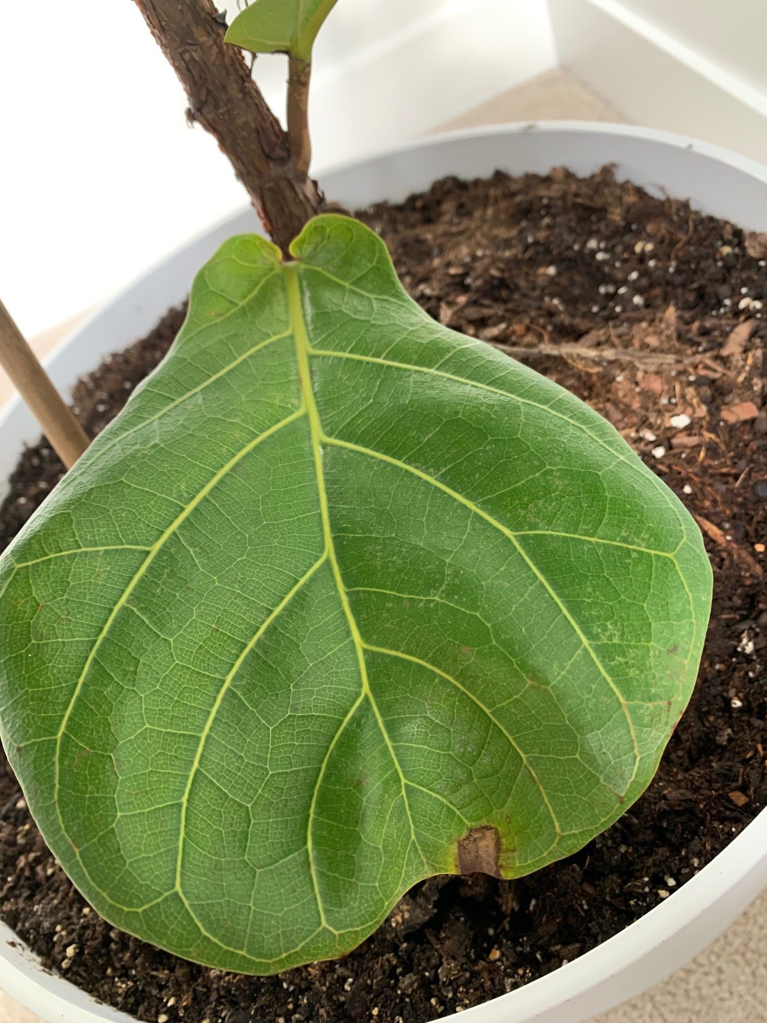 Leaves Cracking/Brown Spots and Curling Leaves The Fiddle Leaf Fig
