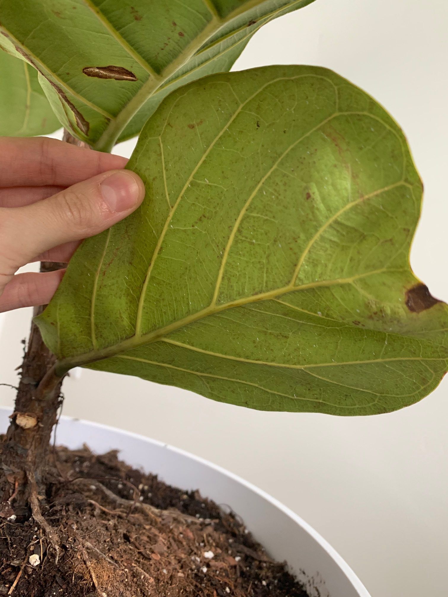Leaves Cracking/Brown Spots and Curling Leaves The Fiddle Leaf Fig