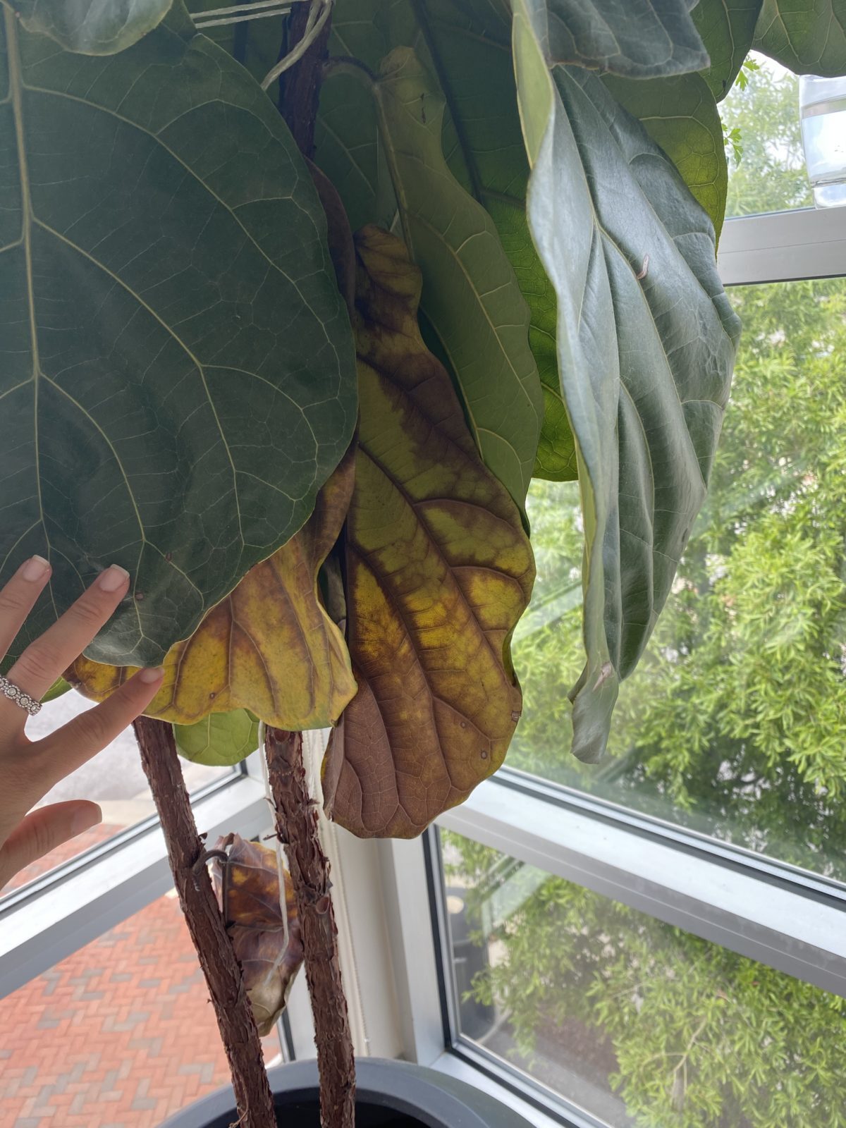 Root Rot or Bacterial Infection? Fiddle Fig dying Help! The Fiddle
