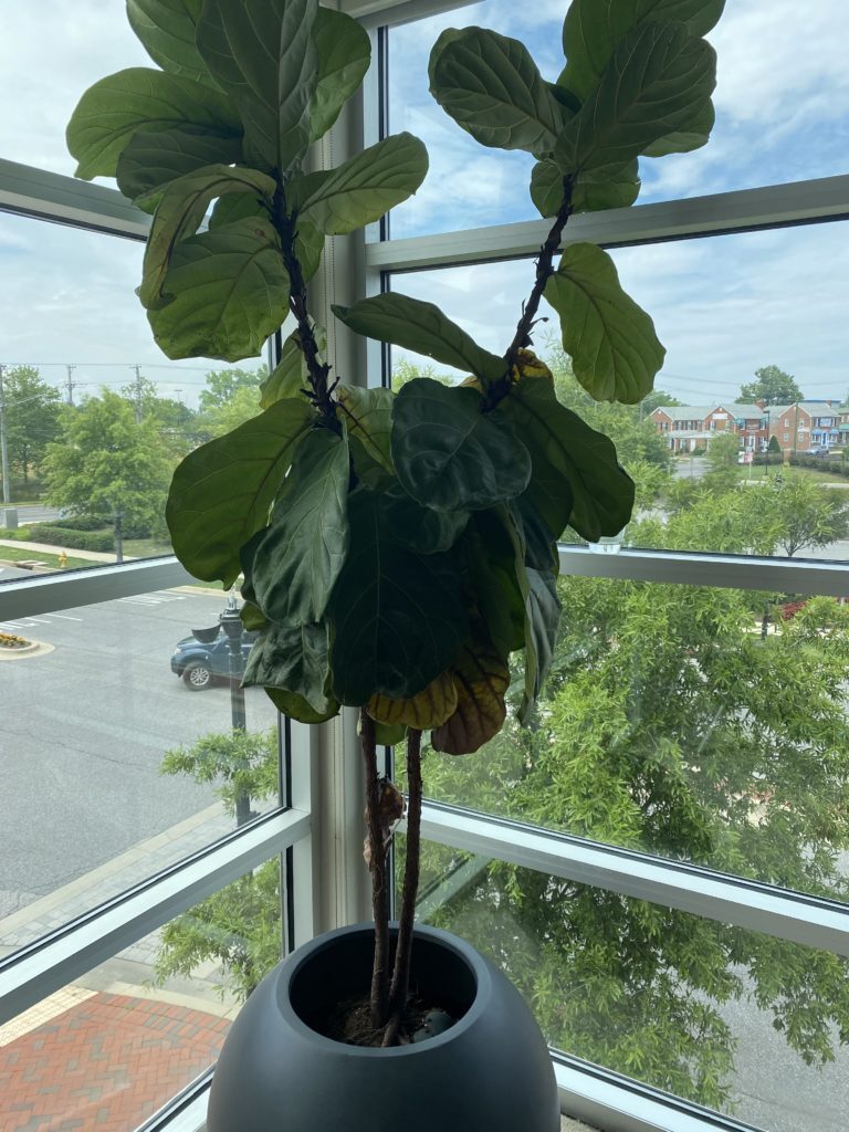 Root Rot or Bacterial Infection? Fiddle Fig dying Help! The Fiddle
