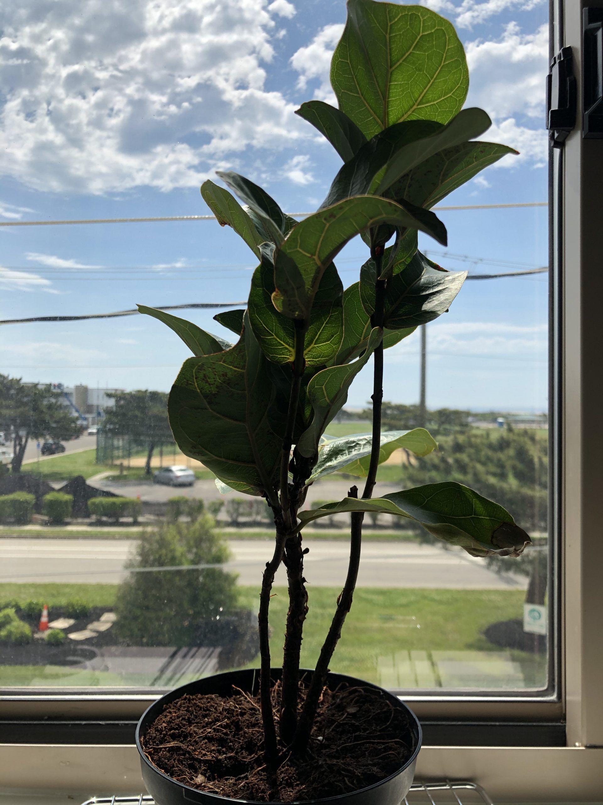 Should I seperate into 3s while young? The Fiddle Leaf Fig Plant Resource