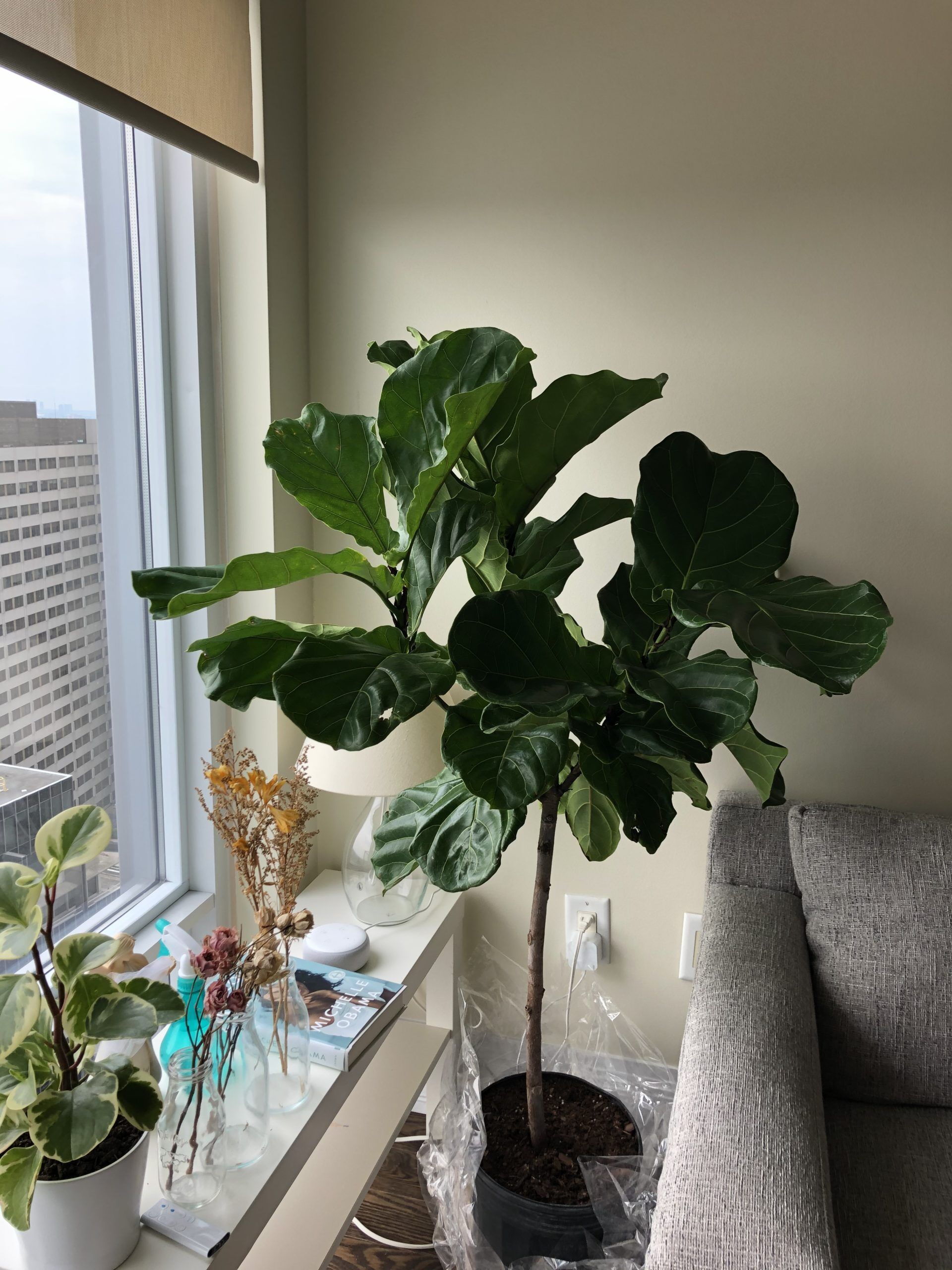 HELP! Please diagnose my FLF I want it to thrive! The Fiddle Leaf
