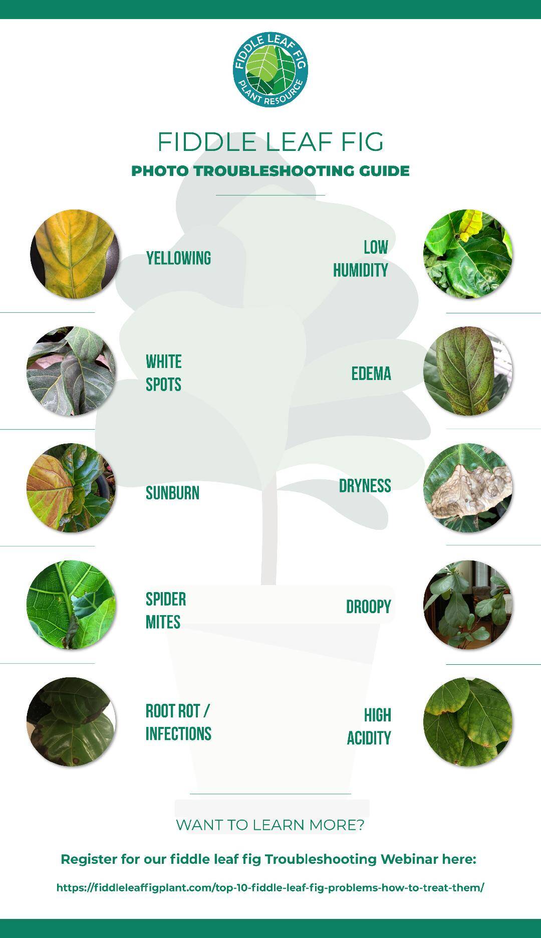 Fiddle Leaf Fig Spots Photo Troubleshooting Guide