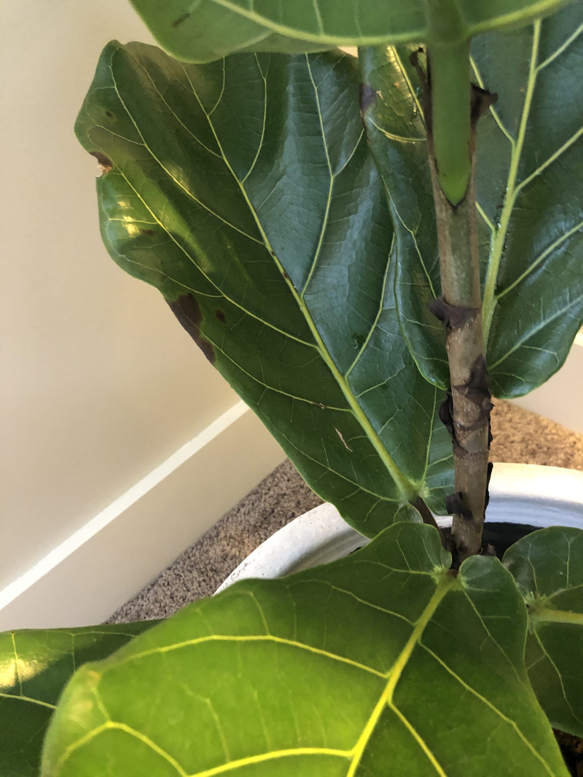 Worried I may have infection or root rot The Fiddle Leaf Fig Plant