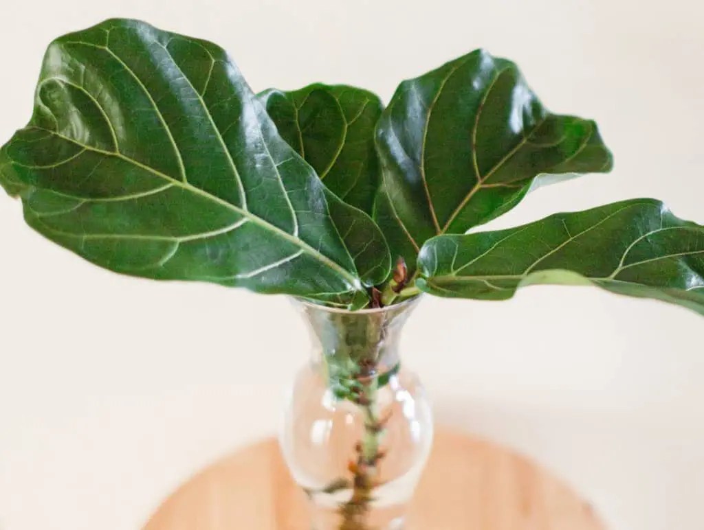 Fiddle Leaf Fig Propagation in 6 Easy Steps (With Pictures)
