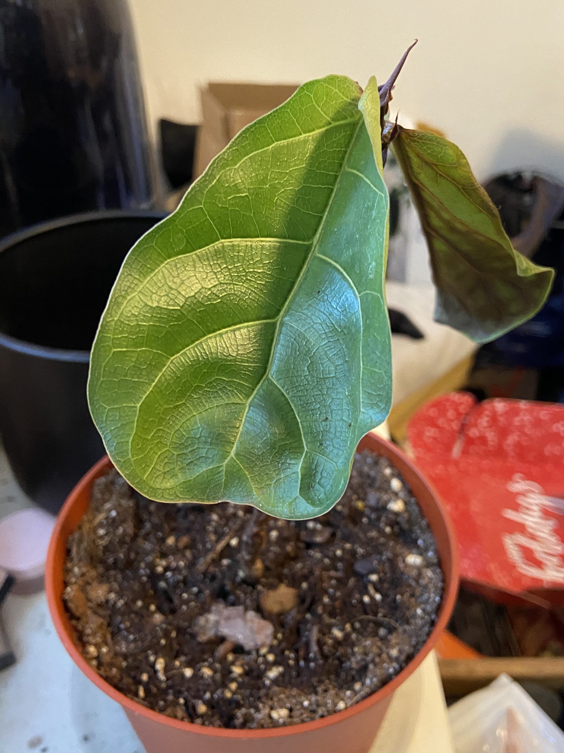 Need some major advice. The Fiddle Leaf Fig Plant Resource