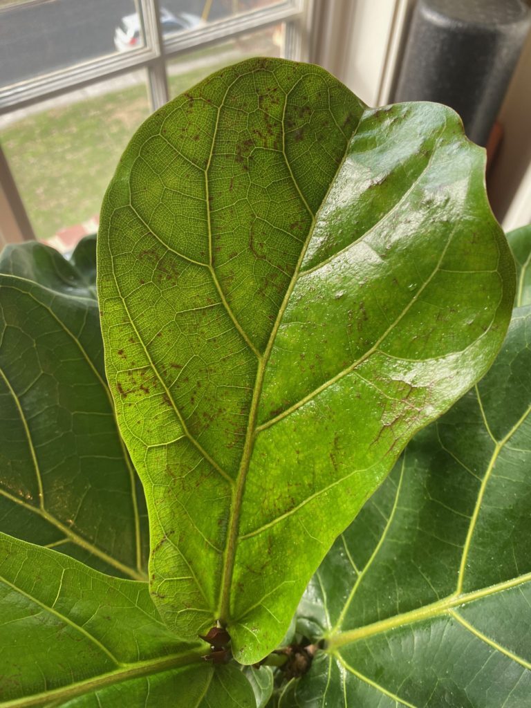 Too much or too little water? The Fiddle Leaf Fig Plant Resource