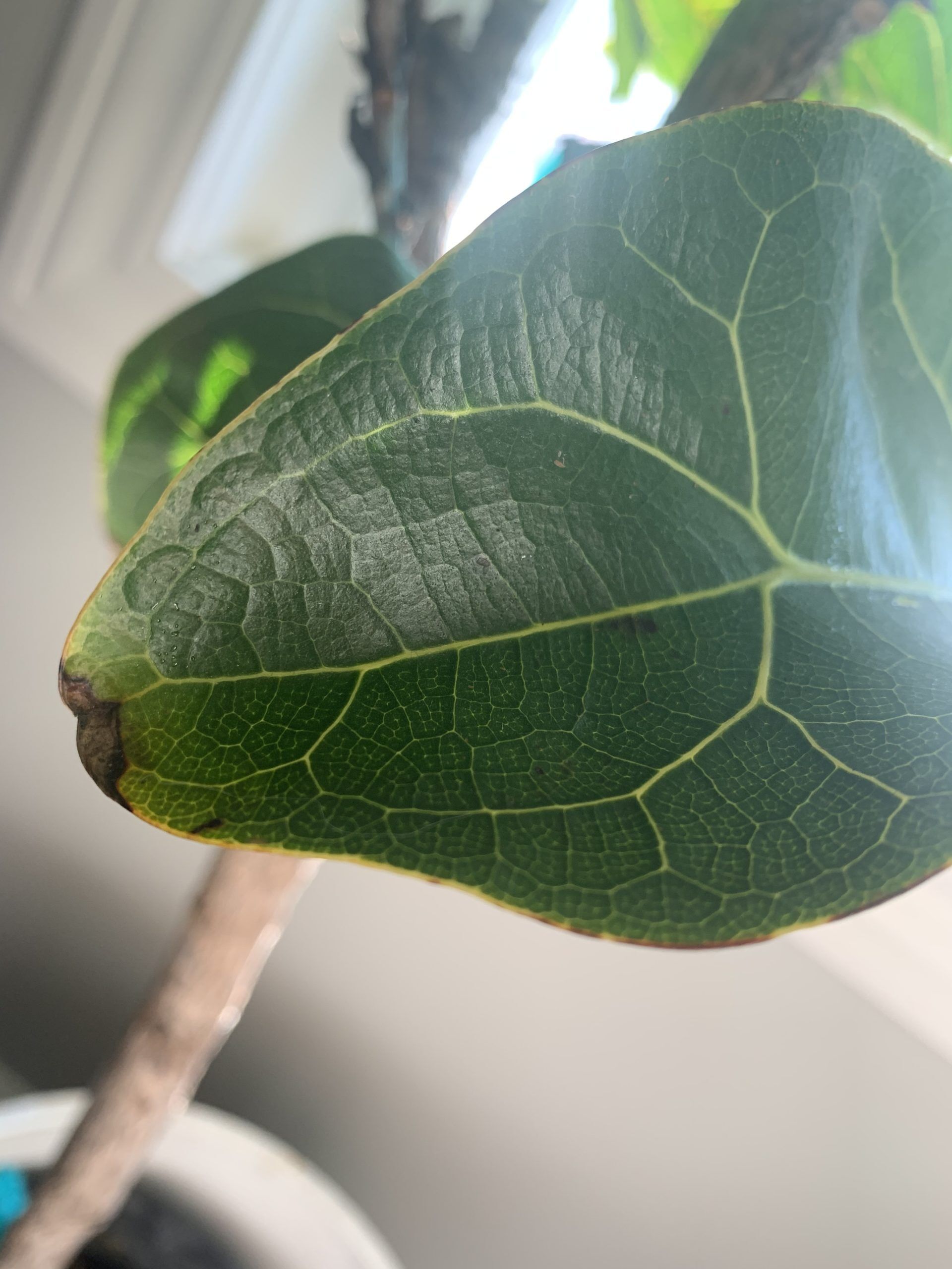 Droping leaves, splitting leaves, brown spots, yellow spots.. ALL THE