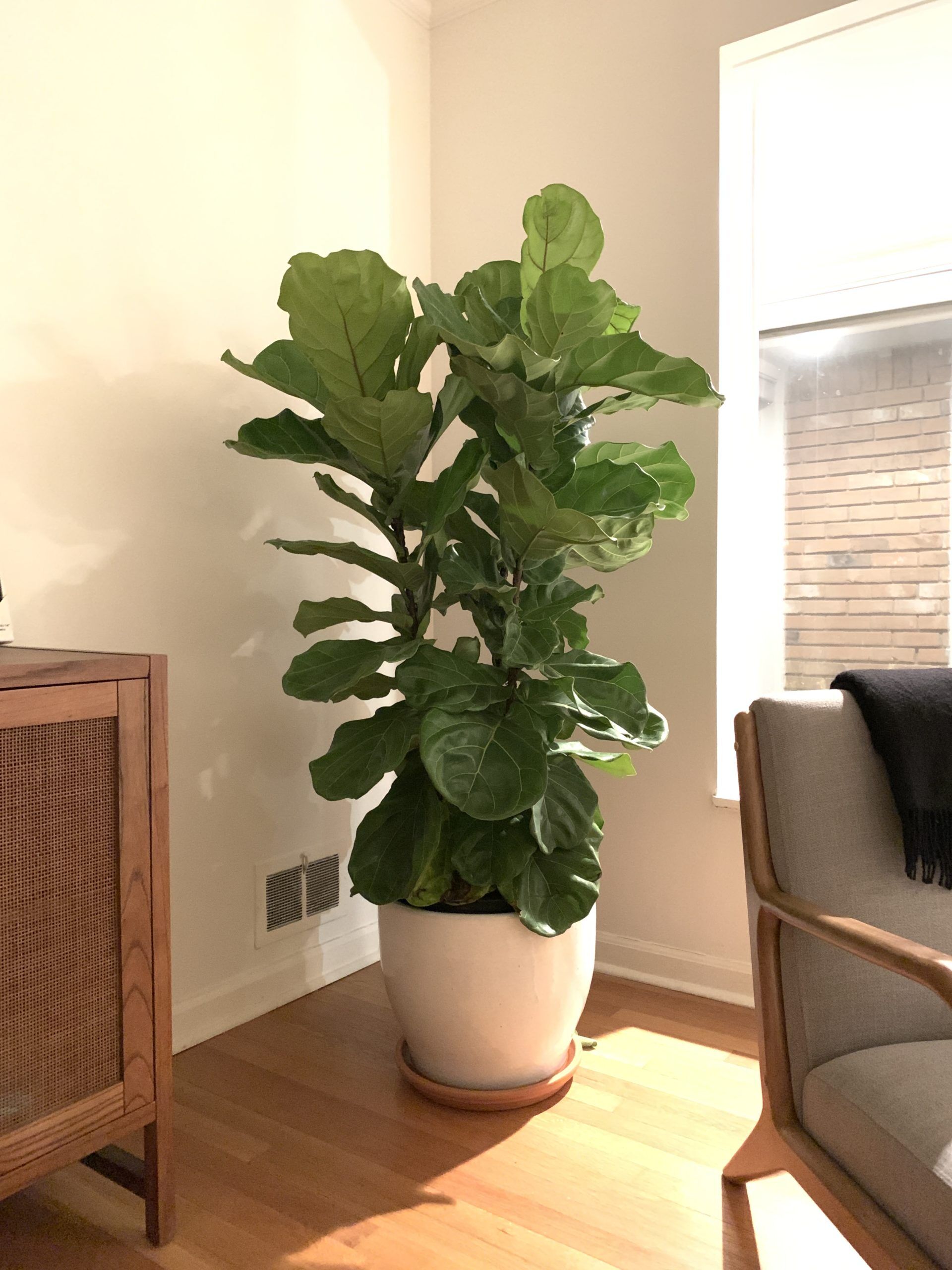 New fiddle, not holding water. Change out of nursery pot? The Fiddle