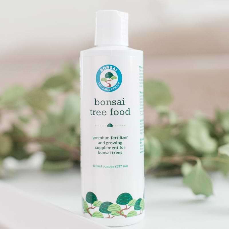 Bonsai Tree Food The Fiddle Leaf Fig Plant Resource