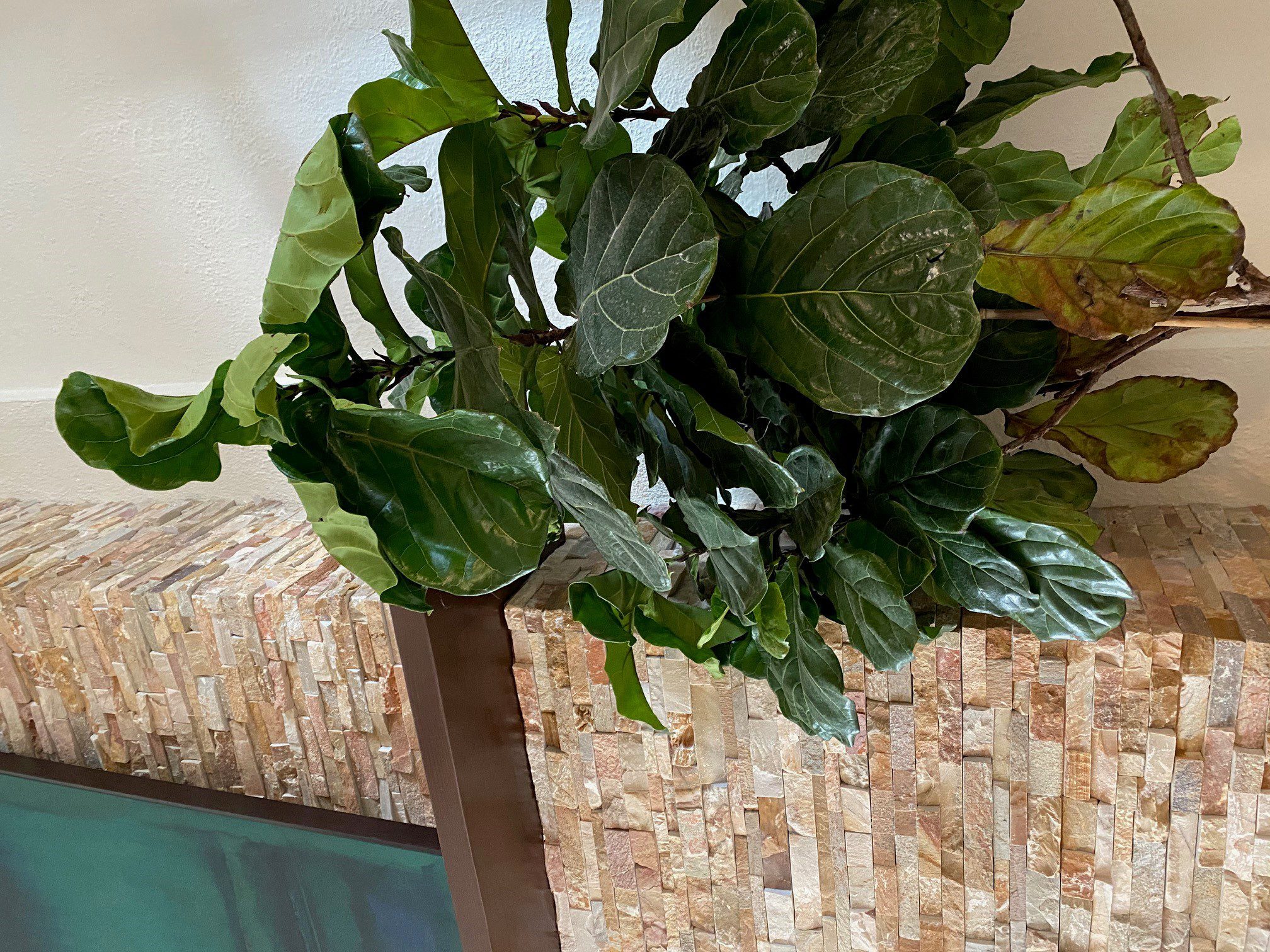 drooping leaves (among other issues) The Fiddle Leaf Fig Plant Resource