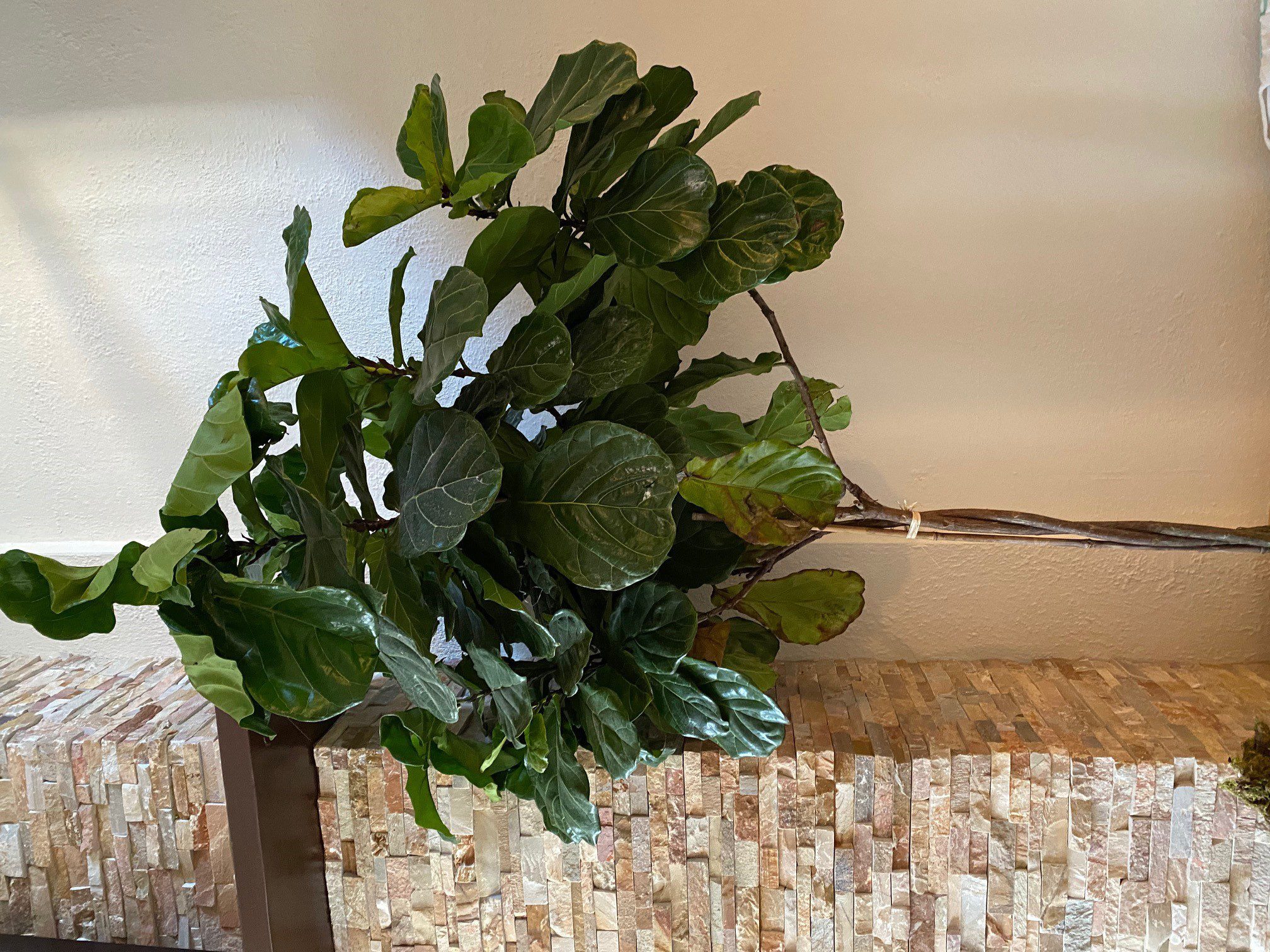 drooping leaves (among other issues) The Fiddle Leaf Fig Plant Resource