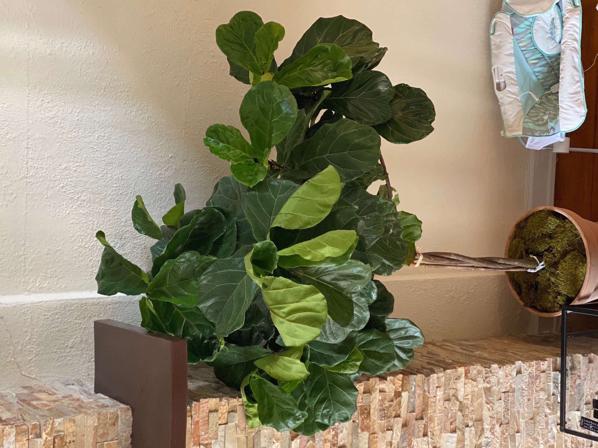 drooping leaves (among other issues) The Fiddle Leaf Fig Plant Resource