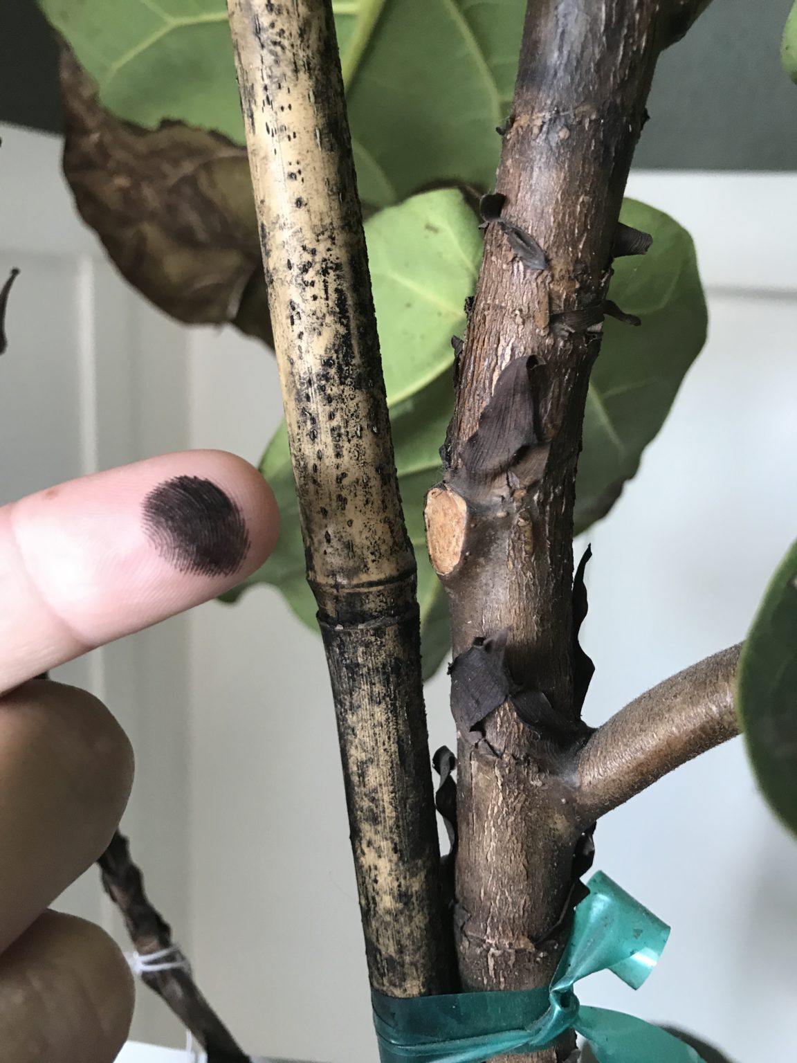 Black powder on bark and support stick? The Fiddle Leaf Fig Plant