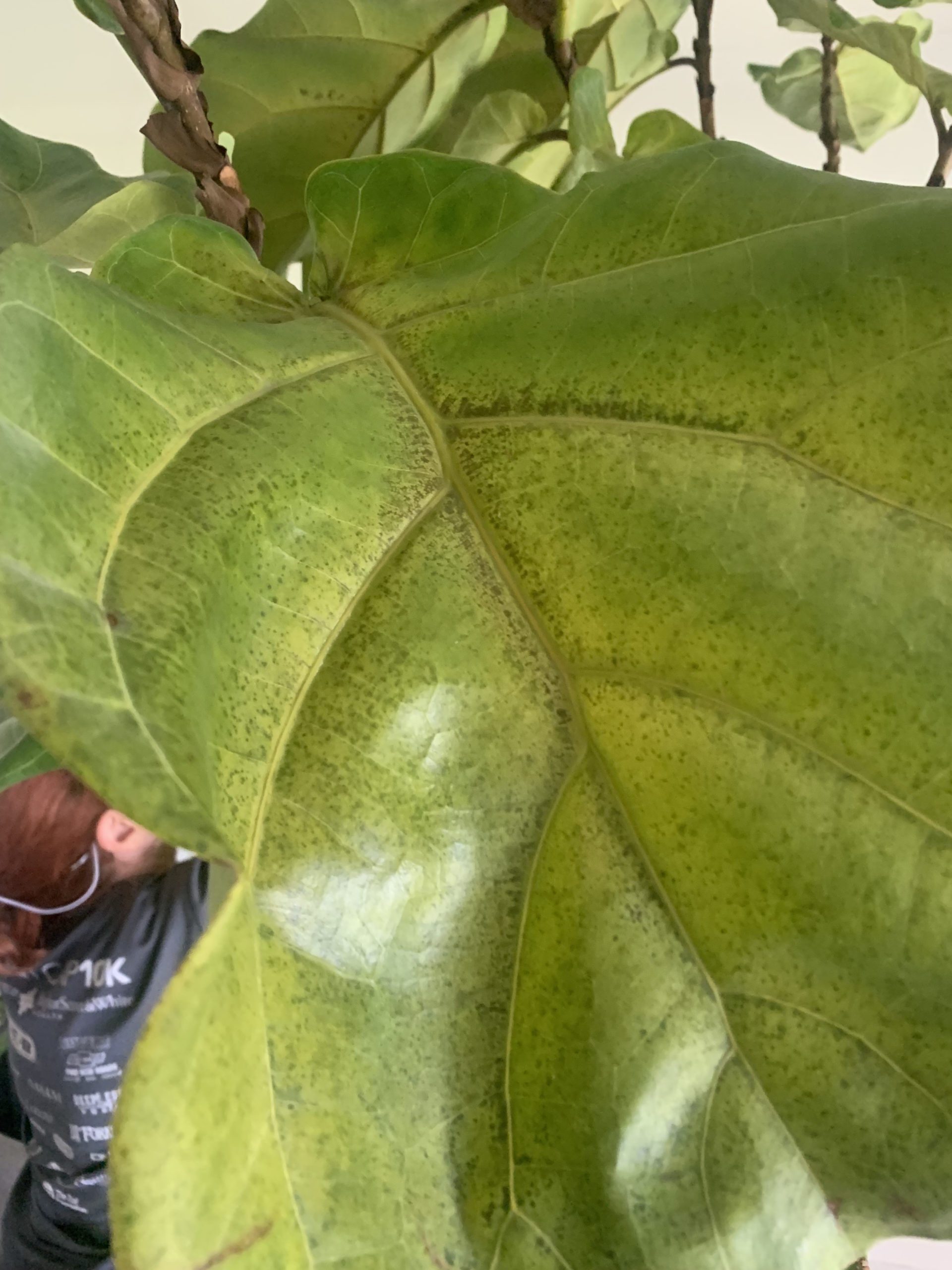 Yellowing & Dark Green Spots The Fiddle Leaf Fig Plant Resource