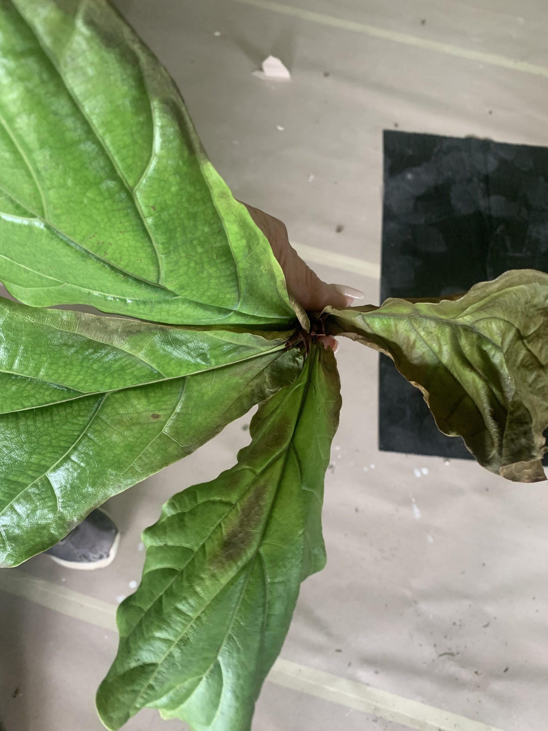 Yellowing & Dark Green Spots The Fiddle Leaf Fig Plant Resource