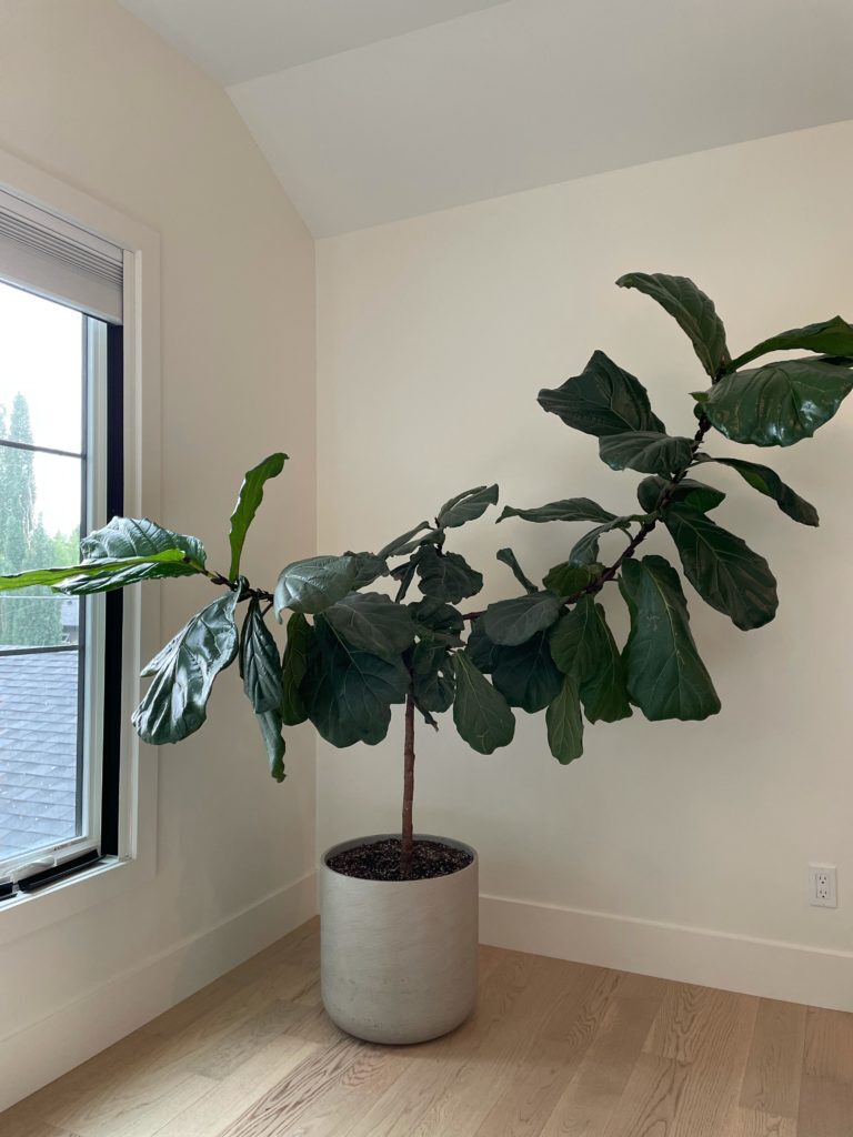 Shaping/Pruning Fiddle Leaf Fig Tree The Fiddle Leaf Fig Plant Resource