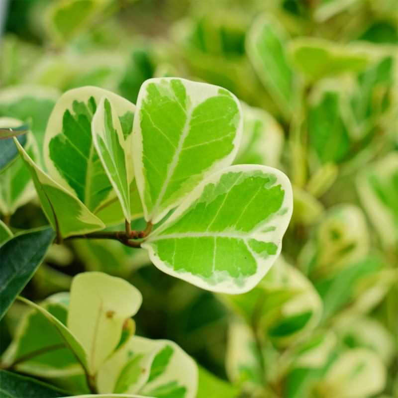 Indoor Plants Similar to Fiddle Leaf Fig Fiddle Leaf Fig