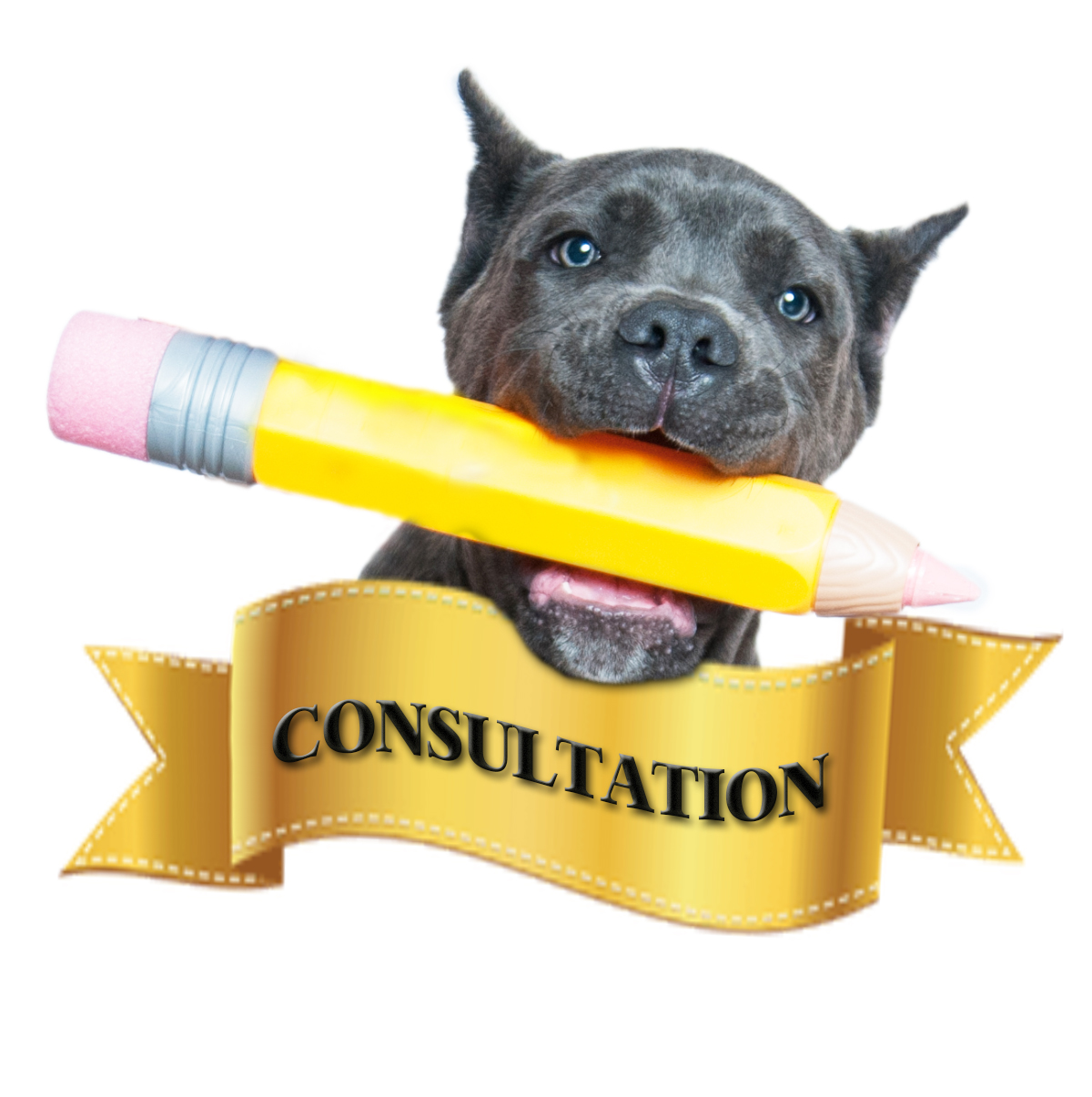 FIDECORE CANE CORSO Main Page Fidecore weekly diary