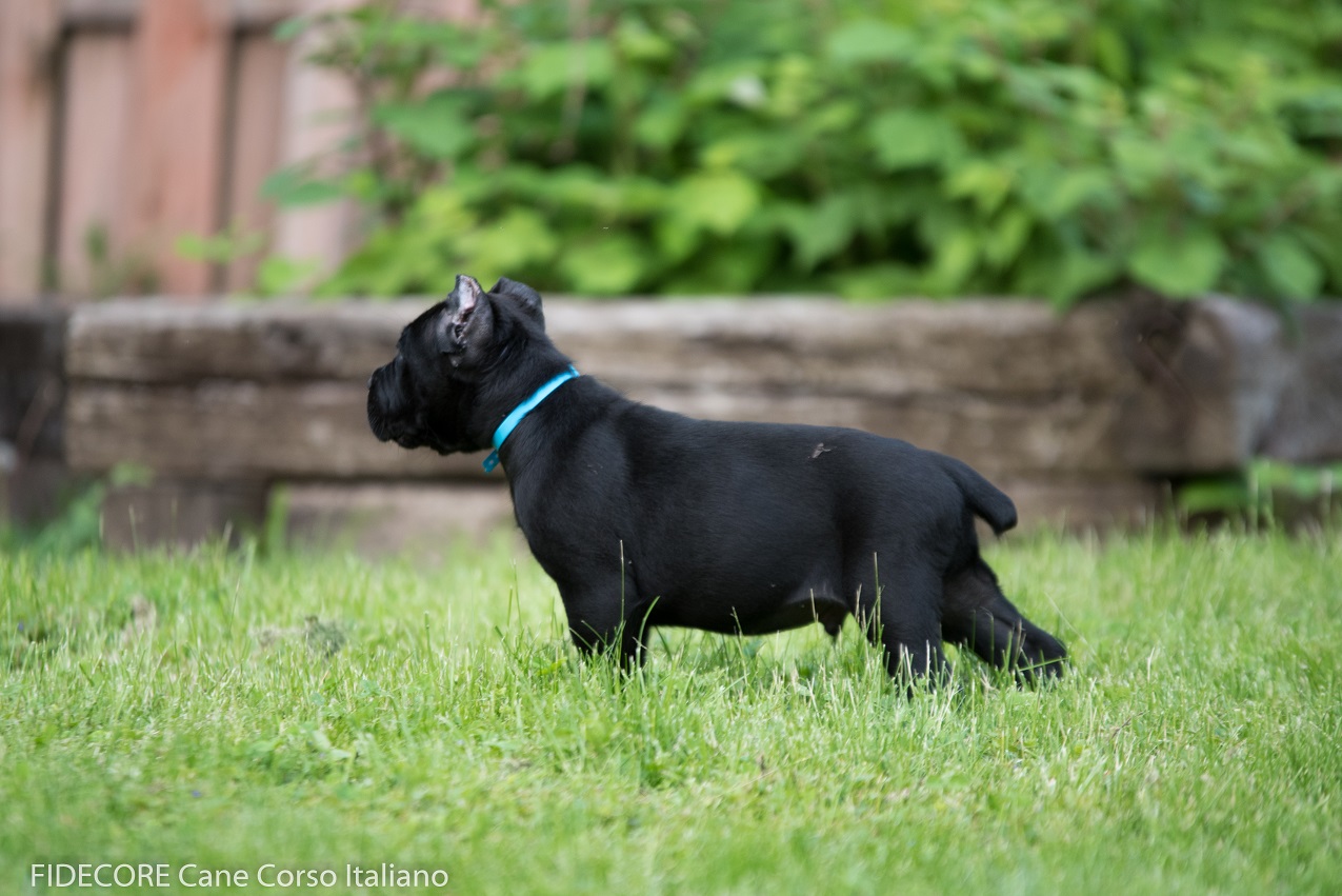 _DSC2484 FIDECORE CANE CORSO Main Page