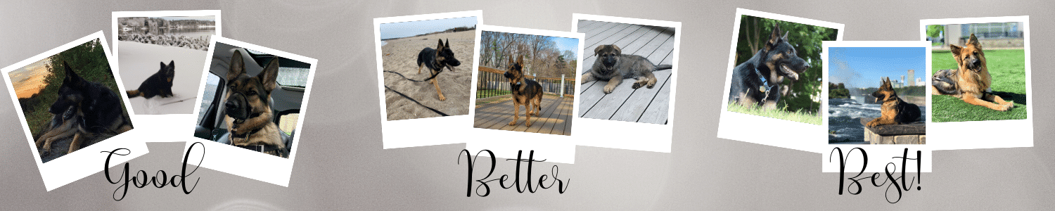 black german shepherd calendar 2023 2023 Calendar Photo Contest Fidelco Guide Dog Foundation