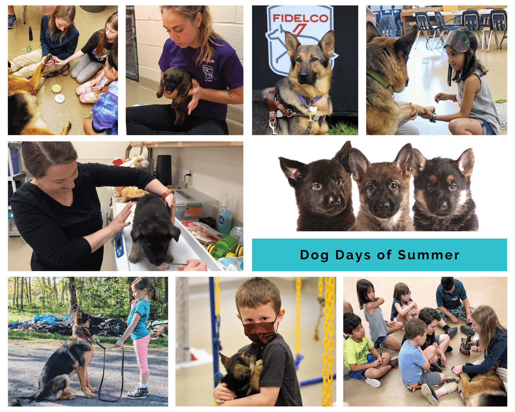 When Are The Dog Days Of Summer 2023 Dog Days Of Summer | Fidelco Guide Dog Foundation