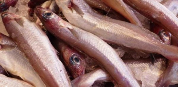 PESCADO BLANCO archivos FIDEMUS