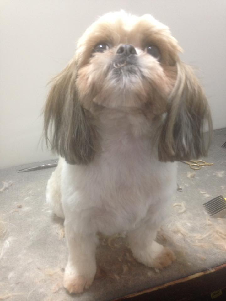 Grooming FIDO Personal Dog Training