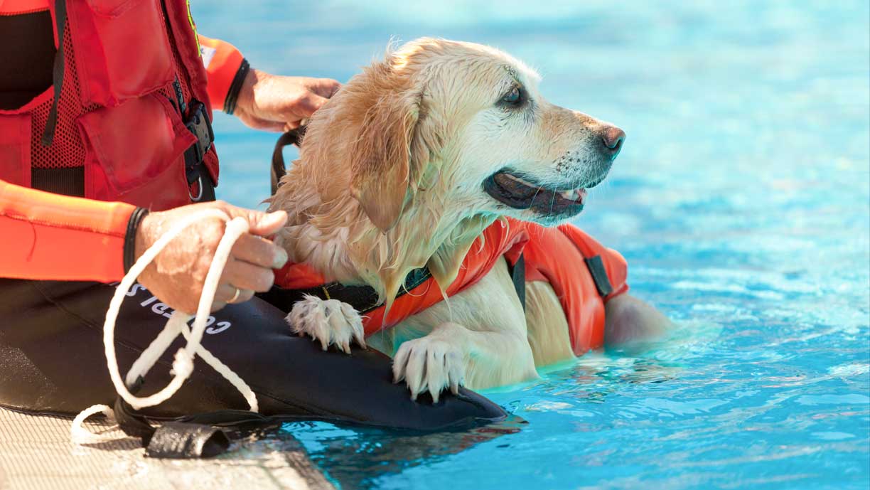 Service Dog Pool Rental Fido Physio Hydrotherapy for your hound