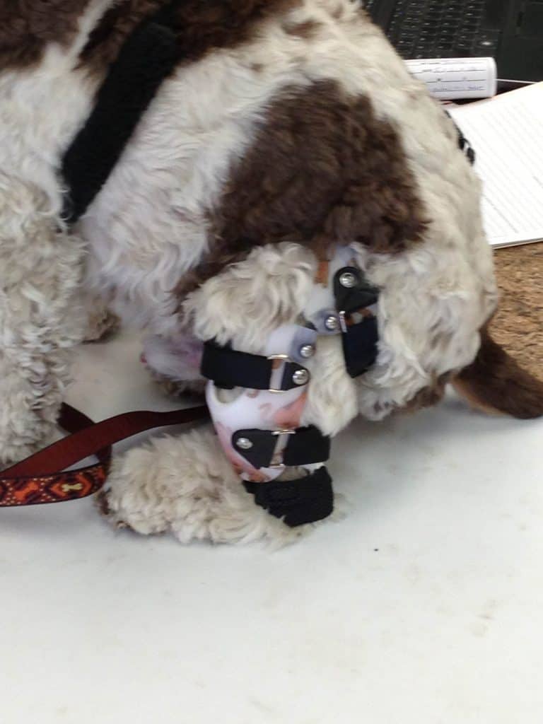 Surgery for Dog ACL Injury The Saga Continues Fidose of Reality