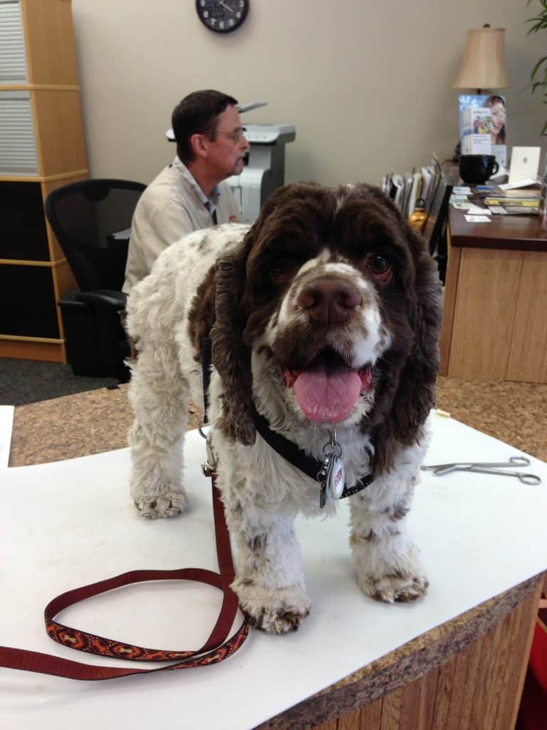 How a Stifle Brace Saved My Dog from ACL Surgery Fidose of Reality