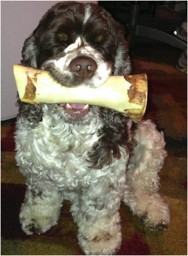 7 Ways To Help a Dog With Allergies Fidose of Reality