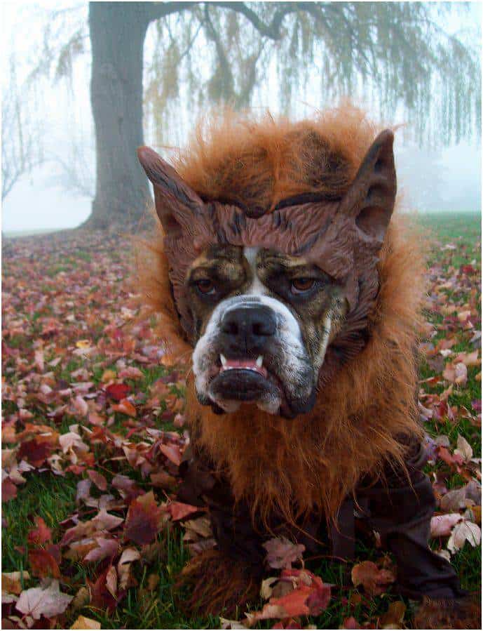 Clever Ideas for Dog Halloween Costumes Fidose of Reality