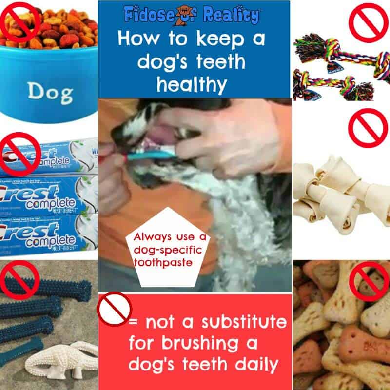 The Truth About Brushing a Dog's Teeth Fidose of Reality