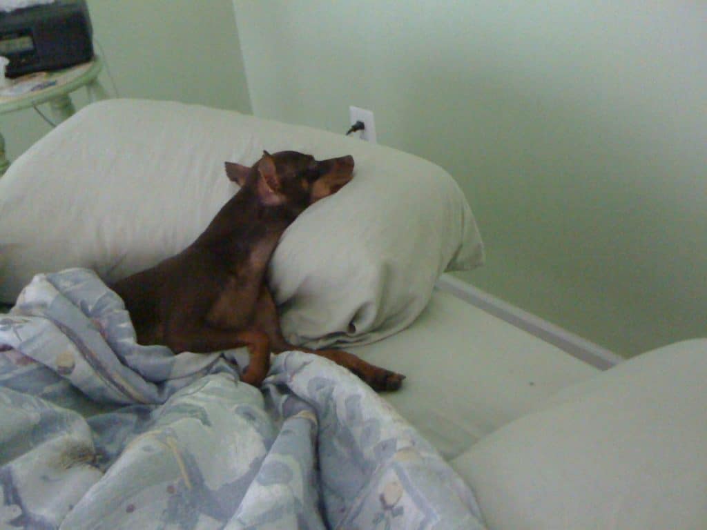 The Dangers of Sleeping With Dogs Fidose of Reality