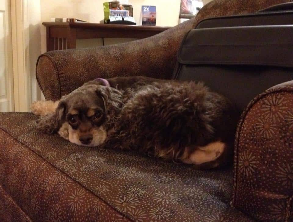 Anatomy of a Dog With Irritable Bowel Disease Part 4 of 5 Fidose of