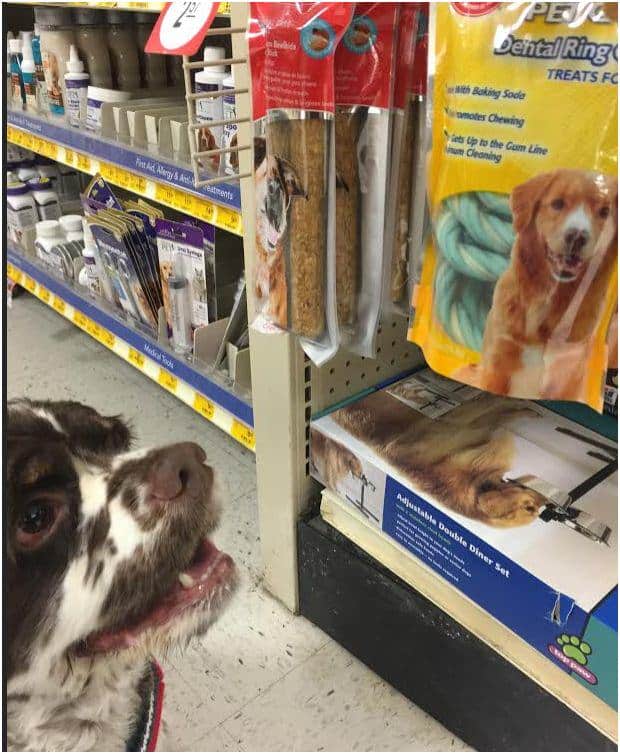 Teeth Cleaning For Dogs Petsmart TeethWalls