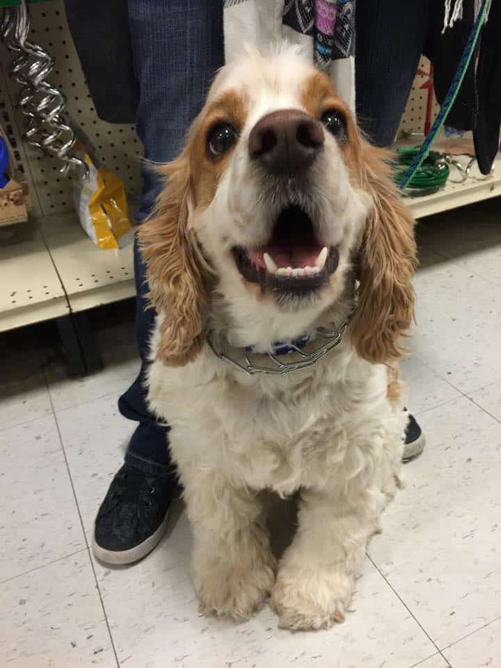 Can Choke Chains Hurt Dog