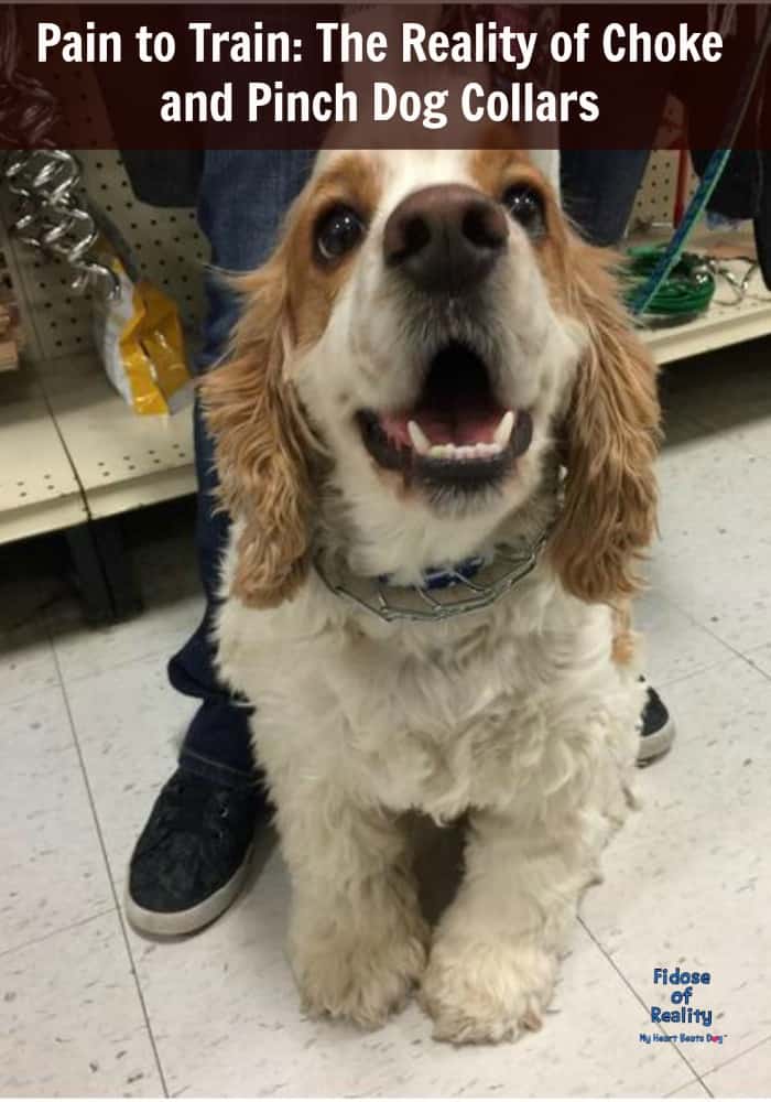 Pain to Train The Reality of Choke and Pinch Dog Collars Fidose of