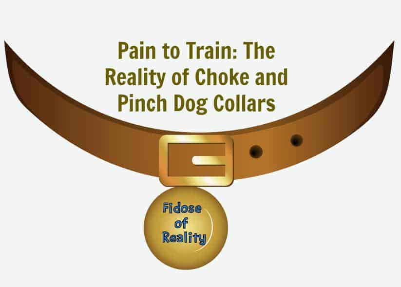 Can Choke Collars Hurt Dogs
