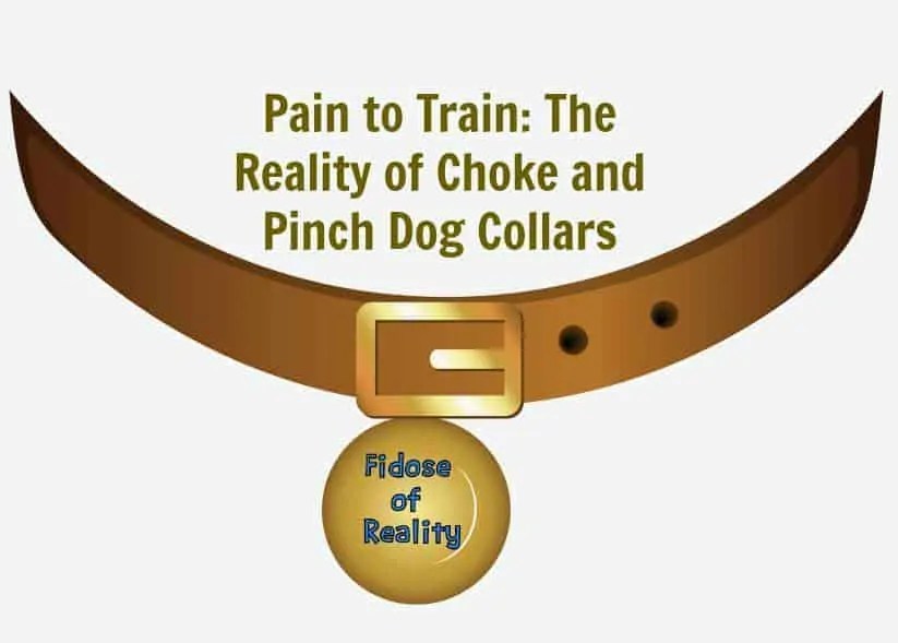 Pain to Train The Reality of Choke and Pinch Dog Collars Fidose of