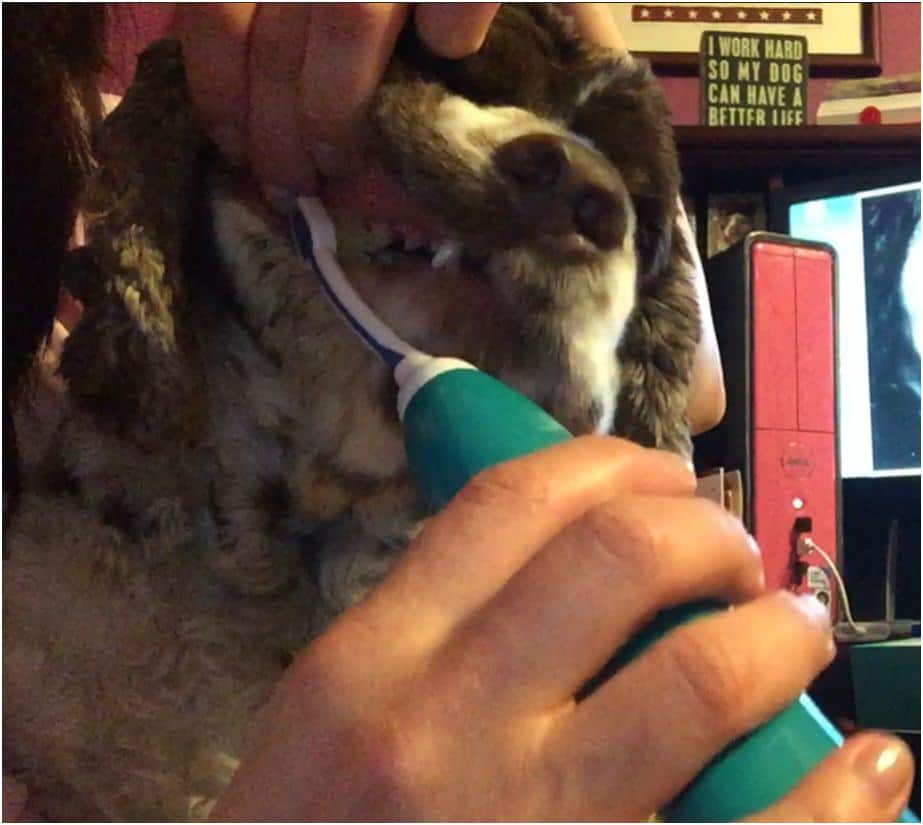Product for Dogs Who Hate Their Teeth Brushed Fidose of Reality