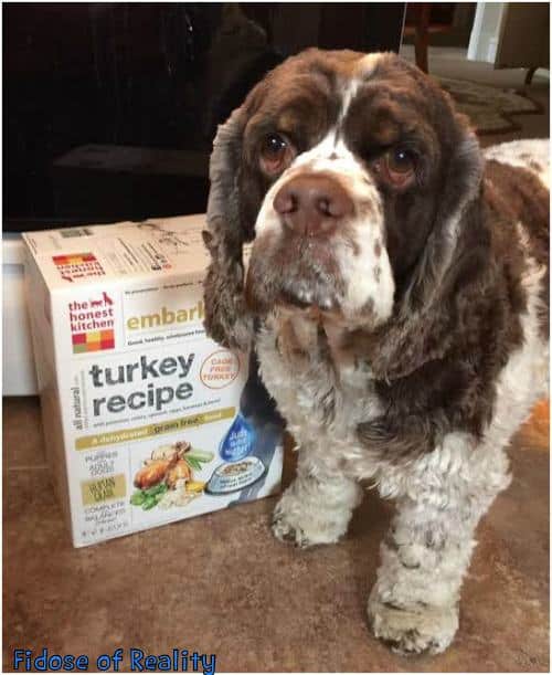 The Best Dog Food to Feed a Dog Fidose of Reality